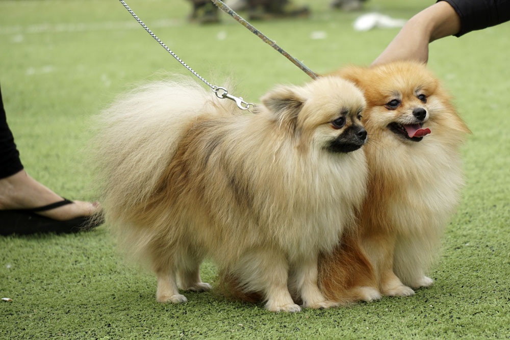 Cuộc hội ngộ của những chú chó "sang chảnh" - 1
Cuộc thi chó giống diễn ra tại sân vận động 88 Lê Văn Lương - Hà Nội với 158 chú chó tham gia, bao gồm 35 loài khác nhau.