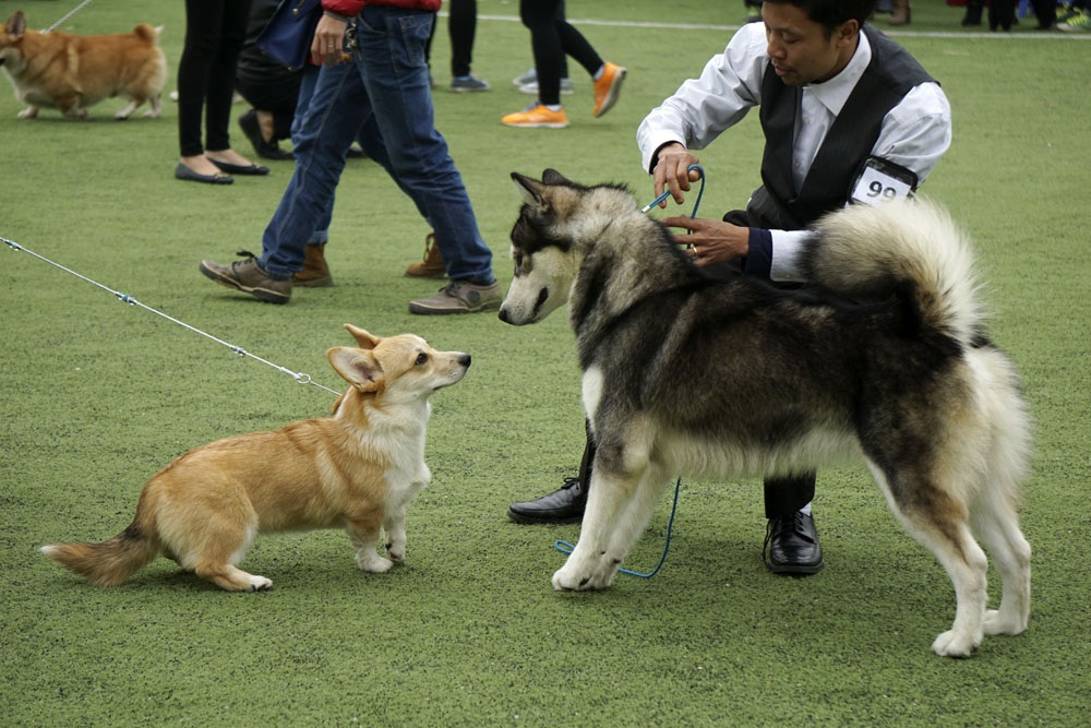 Cuộc hội ngộ của những chú chó "sang chảnh" - 10 Một con chó Corgi Anh nhỏ xinh bên một giống chó to lớn.