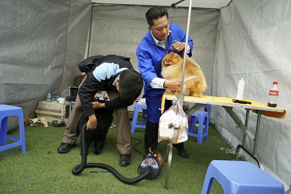 Cuộc hội ngộ của những chú chó "sang chảnh" - 8 Tại cuộc thi, ban tổ chức dành riêng một dãy kiot để làm đẹp cho chó, có đầy đủ máy sấy, máy hút bụi, son phấn...