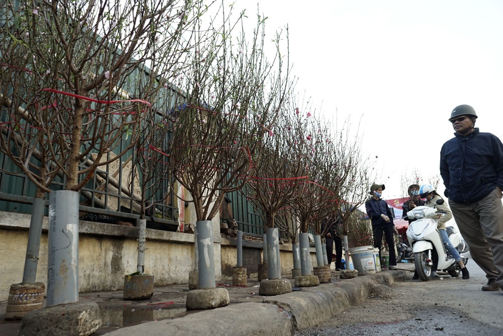 Chợ hoa Quảng An nhộn nhịp bán đào Tết - 9 Người đi xem đào, chọn mua khá đông vào cuối tuần.