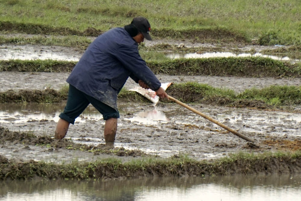 Nông dân Hà Nội lội ruộng trong cái rét cắt da cắt thịt - 1
Trên cánh đồng thôn Song Khê, xã Tam Hưng, huyện Thanh Oai - Hà Nội, công việc đồng áng vẫn diễn ra bình thường khi nền nhiệt độ xuống thấp kỉ lục.
