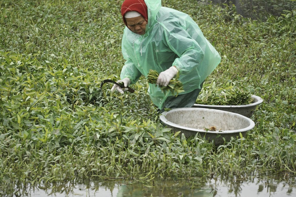 Nông dân Hà Nội lội ruộng trong cái rét cắt da cắt thịt - 11 Còn những người trồng rau thì đang lội bùn ngập đầu gối trong cái rét cắt da thịt thu hoạch rau.
