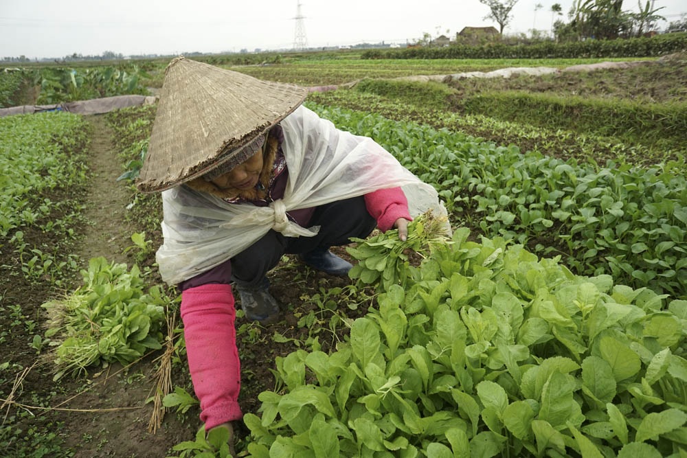 Nông dân Hà Nội lội ruộng trong cái rét cắt da cắt thịt - 12 Một nông dân đang thu hoạch rau cải trên đồng ruộng Song Khê.