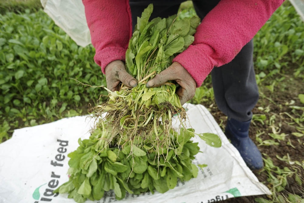 Nông dân Hà Nội lội ruộng trong cái rét cắt da cắt thịt - 13
Chị cho biết, những mớ rau cải này được bán với giá chỉ 3 nghìn đồng ở chợ.