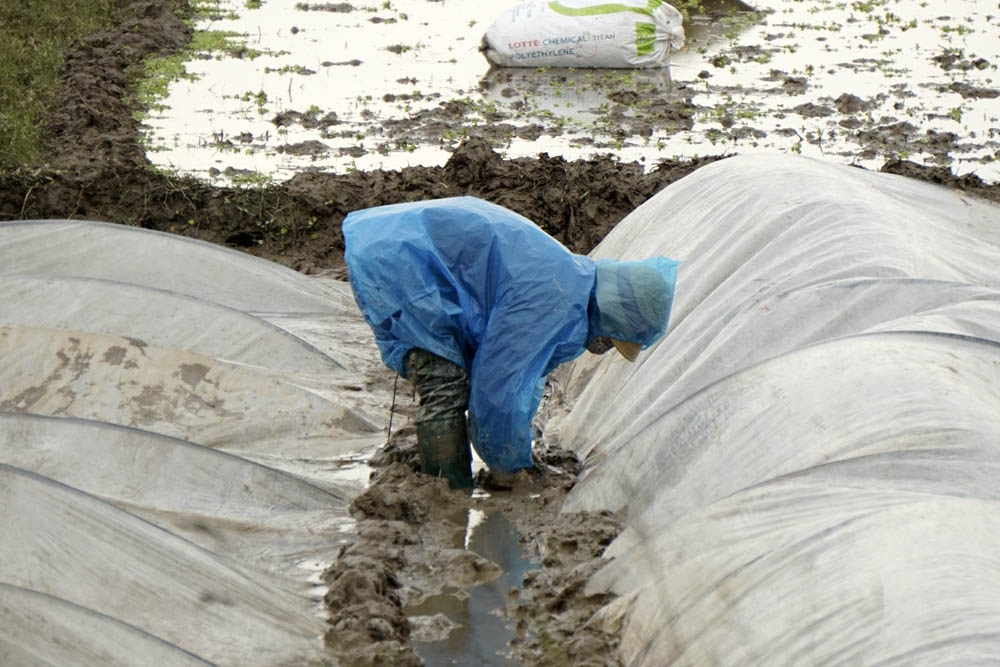 Nông dân Hà Nội lội ruộng trong cái rét cắt da cắt thịt - 2
Một người nông dân đang lội ruộng che chắn cho đám mạ mới gieo.