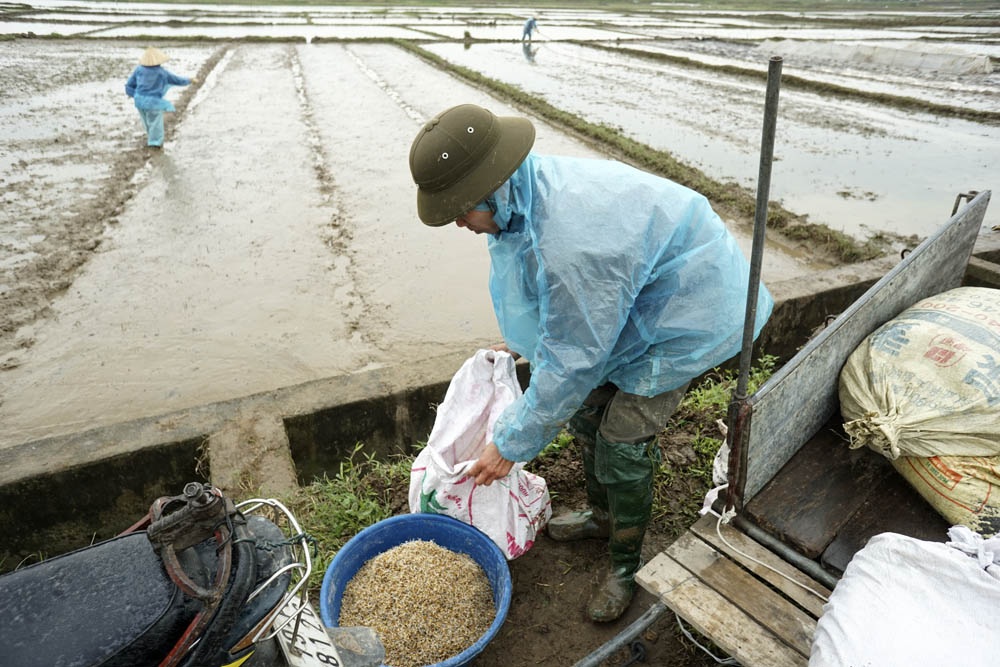 Nông dân Hà Nội lội ruộng trong cái rét cắt da cắt thịt - 3
Anh Lê Minh Tiến ở thôn Song Khê đang chuẩn bị hạt giống để gieo mạ vụ đông xuân.