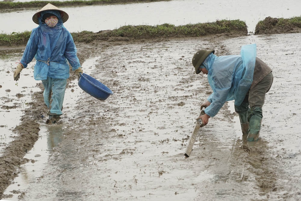Nông dân Hà Nội lội ruộng trong cái rét cắt da cắt thịt - 4 Anh Tiến đang làm đất để chuẩn bị gieo mạ bằng đôi tay trần dưới những đợt gió thổi lạnh thấu xương.