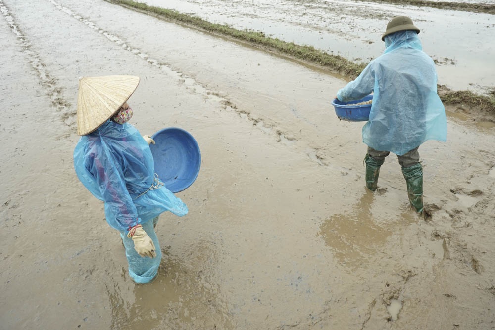 Nông dân Hà Nội lội ruộng trong cái rét cắt da cắt thịt - 5 Vợ chồng anh Tiến có 1,2 mẫu ruộng, anh cho biết công việc đồng áng vẫn phải diễn ra liên tục theo đúng kế hoạch và không thể tạm dừng để tránh rét được.
