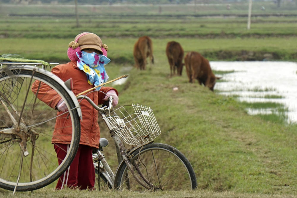 Nông dân Hà Nội lội ruộng trong cái rét cắt da cắt thịt - 7 Em Kiều Thu Hường học sinh trường THCS Tam Hưng đang tranh thủ ngày nghỉ đi chăn bò giúp bố mẹ trên cánh đồng Song Khê lộng gió.