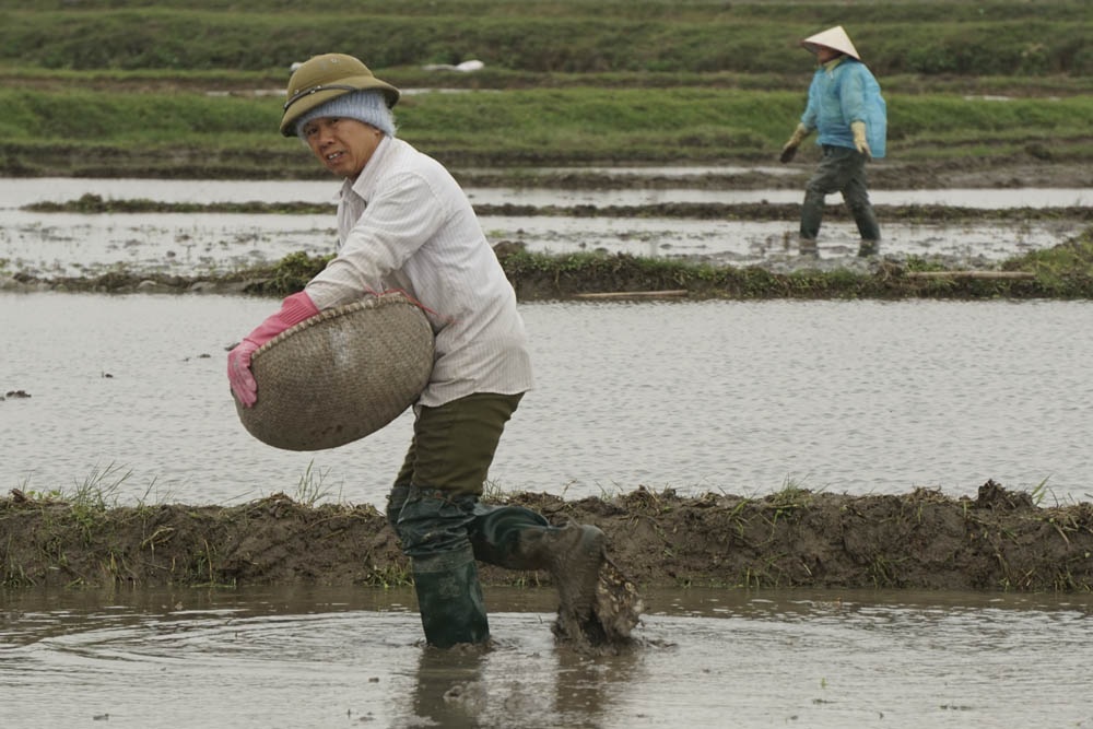 Nông dân Hà Nội lội ruộng trong cái rét cắt da cắt thịt - 9
Trên cánh đồng của xã Tam Hưng, công việc đồng áng vẫn diễn ra trong nhịp điệu hối hả bất kể thời tiết khắc nghiệt. Trong ảnh là anh Lê Văn Độ sống ở xã Tam Hưng đang rắc vôi để xử lí ruộng trước khi gieo mạ. Anh cho biết, nước tưới ở đây phải dùng nước sông Nhuệ đen đặc và ô nhiễm nên theo kinh nghiệm thì dùng vôi bột sẽ khử bớt được tạp chất không mong muốn.