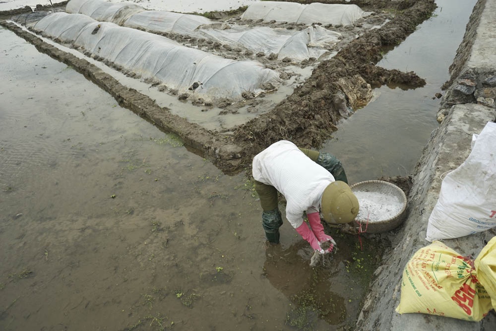 Nông dân Hà Nội lội ruộng trong cái rét cắt da cắt thịt - 10 Anh Độ đang vục nước trộn vôi bột để rắc xuống ruộng.