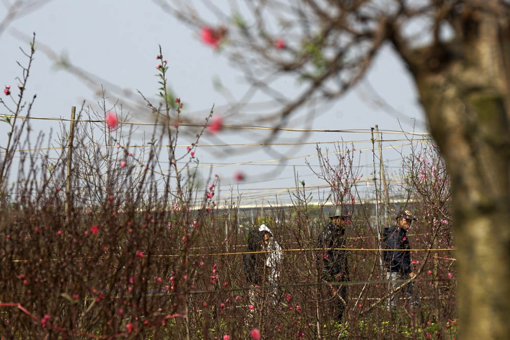 Vườn đào Nhật Tân trở thành chợ hoa cực kì nhộn nhịp - 5