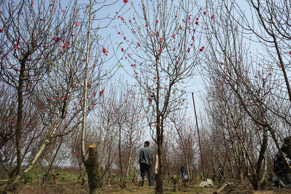 Vườn đào Nhật Tân trở thành chợ hoa cực kì nhộn nhịp - 7