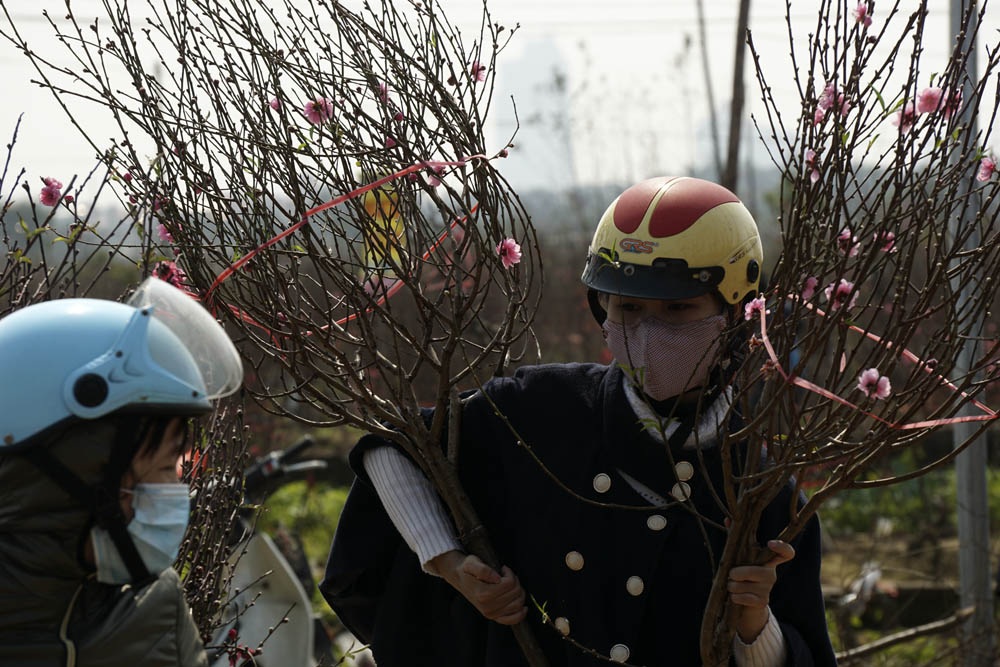 2 cành đào này được mua với giá 100 nghìn đồng.