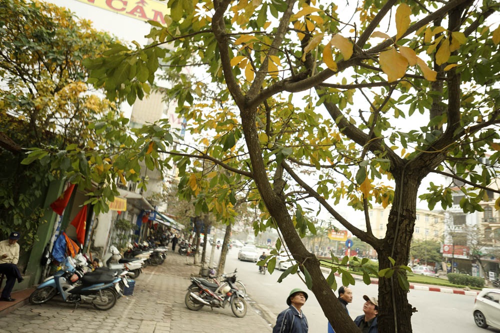 Hà Nội mùa lộc vừng thay lá - 6 Những cây lộc vừng mọc lẻ tẻ trên phố Văn Cao.