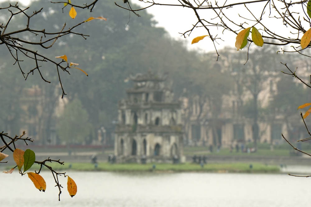 Hà Nội mùa lộc vừng thay lá - 9 Những chiếc lá vàng lộc vừng bên bờ hồ Hoàn Kiếm.