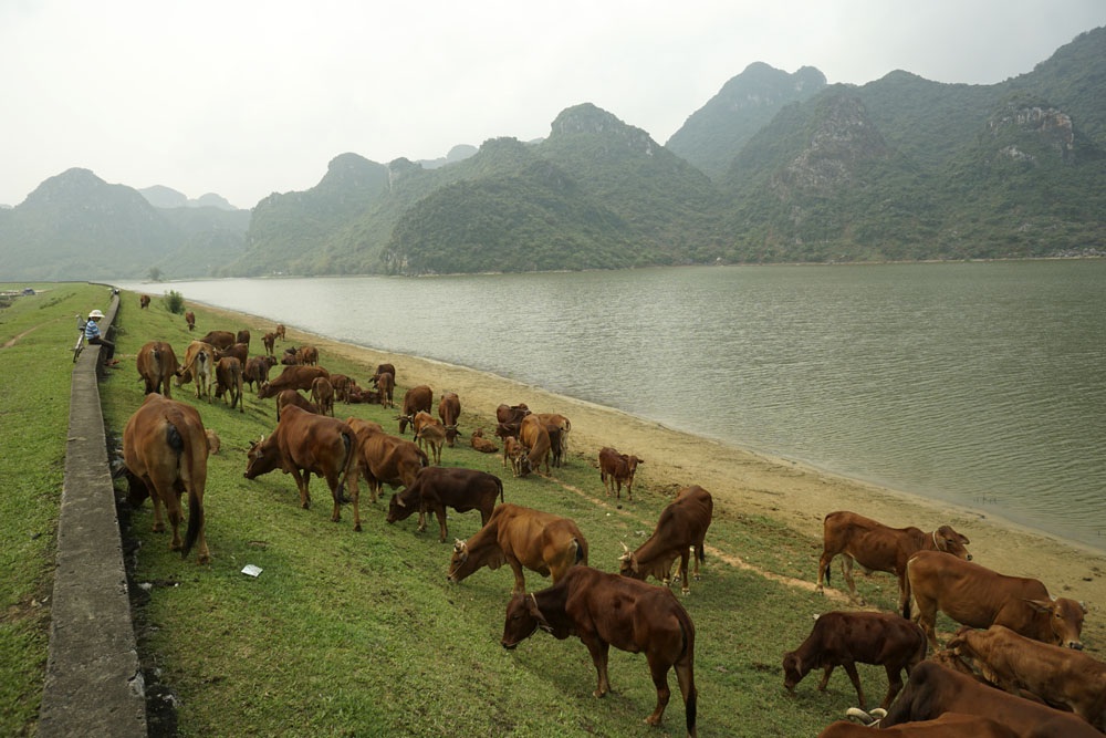 
LÃ²ng há» tráº£i dÃ i men theo chÃ¢n dÃ£y nÃºi ÄÃ¡ vÃ´i táº¡o nÃªn cáº£nh quan thÆ¡ má»ng vá»i má»t bÃªn lÃ  bÃ£i cá» xanh mÆ°á»t vÃ  má»t bÃªn lÃ  nhá»¯ng ngá»n nÃºi ÄÃ¡ vÃ´i lÃ´ nhÃ´ dá»±ng Äá»©ng.
