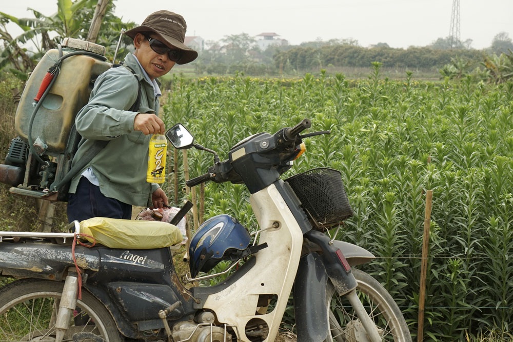 Người Tây Tựu dùng súng cao su bảo vệ hoa loa kèn - 1
Ông Nguyễn Hữu Hiển ở thôn Thượng, phường Tây Tựu, quận Bắc Từ Liêm (xưa còn gọi là làng Đăm) bắt đầu công việc chăm sóc hoa loa kèn từ sáng sớm. Ông thuê ruộng trồng loa kèn ở xã Tân Lập, huyện Hoài Đức, cách nhà vài cây số.