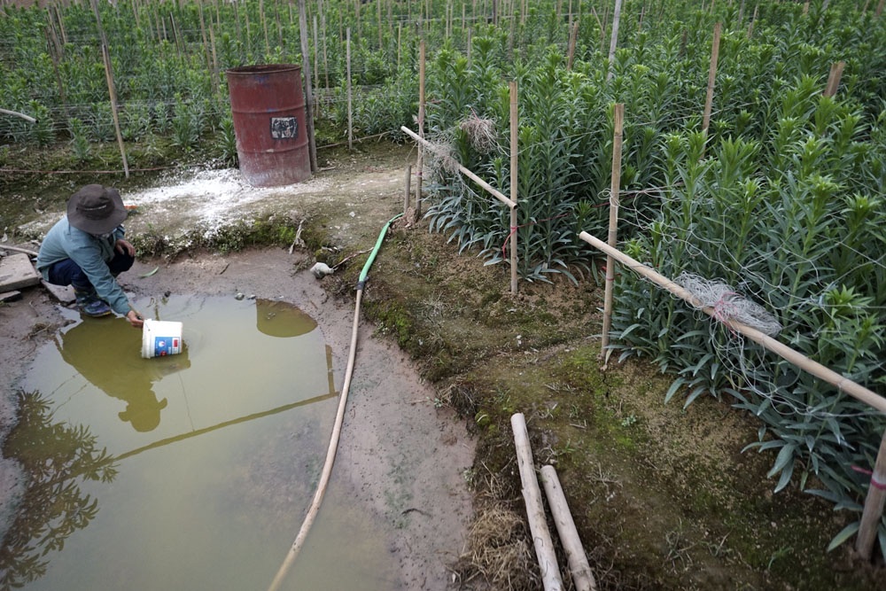 Người Tây Tựu dùng súng cao su bảo vệ hoa loa kèn - 3
Hoa loa kèn bắt đầu được trồng từ cuối tháng 9 âm lịch, mỗi năm chỉ ăn một vụ. Ông Hiển trồng cả kèn Tàu (kèn giống Trung Quốc) lẫn kèn ta. Thông thường kèn ta được thu hoạch (người trồng hoa gọi là ăn) sớm hơn, ăn rải rác từ Tết Nguyên Đán đến vụ chính vào đầu tháng 3 âm lịch.
