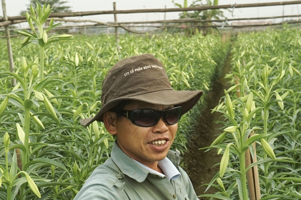 Người Tây Tựu dùng súng cao su bảo vệ hoa loa kèn - 4 Vườn kèn nhà ông Hiển được ăn khá sớm, trong khi các ruộng kèn khác phải 1 -2 tuần nữa mới được ăn. Từ đầu tuần trước ông đã bắt đầu cắt hoa mang bán, kèn được ăn kéo dài đến rằm tháng 4 mới hết.
