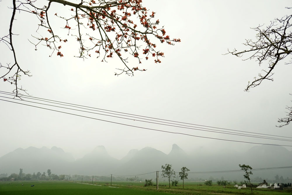 Hoa gạo đẹp ngỡ ngàng trên đồng quê ngoại thành Hà Nội - 6
Hoa gạo trên cánh đồng, phía xa là dãy núi thuộc xã Tuy Lai, giáp ranh tỉnh Hòa Bình.