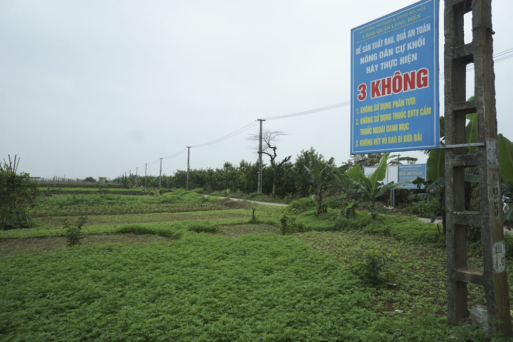 Ruộng rau sạch la liệt bao bì thuốc bảo vệ thực vật - 1 Tại vùng trồng rau quả an toàn thuộc phường Cự Khối, quận Long Biên - Hà Nội, nhiều biển cảnh báo lớn được ghi rõ ràng các loại thuốc cấm sử dụng; 3 không... ngay trên đồng ruộng, trong đó có việc không vứt bao bì thuốc BVTV bừa bãi.