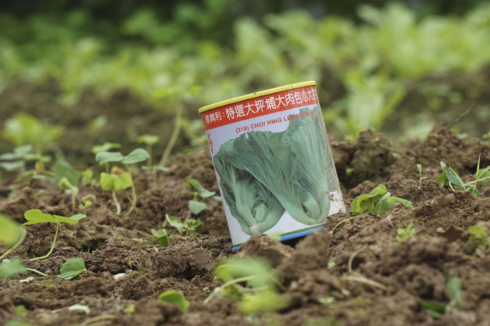 Ruộng rau sạch la liệt bao bì thuốc bảo vệ thực vật - 8 Một vỏ đựng hạt giống nhập ngoại mang tên Tòa Sại (cải dưa).