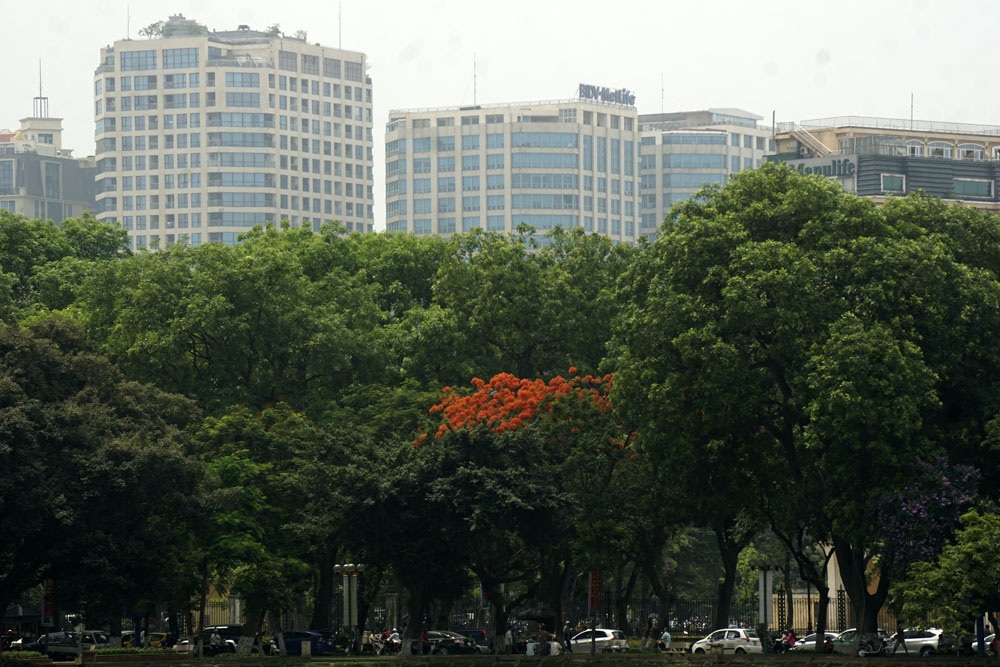 Hà Nội đỏ rực mùa hoa phượng - 5 Cây phượng vĩ lẻ loi.