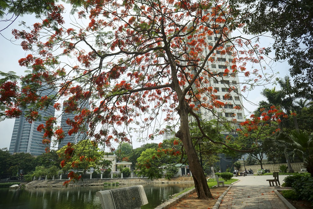 Hà Nội đỏ rực mùa hoa phượng - 6 Rất nhiều cây ở thời điểm này chỉ nhìn thấy những chùm hoa che phủ, rất ít lá.