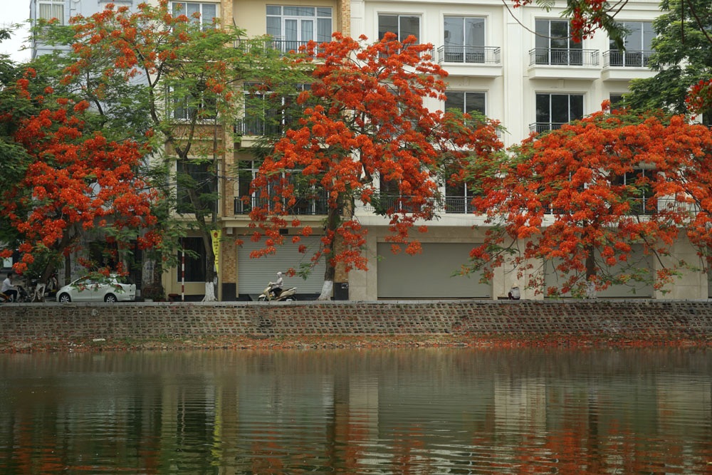 Hà Nội đỏ rực mùa hoa phượng - 8 Màu đỏ sặc sỡ của hoa phượng rất đặc trưng của mùa hè.