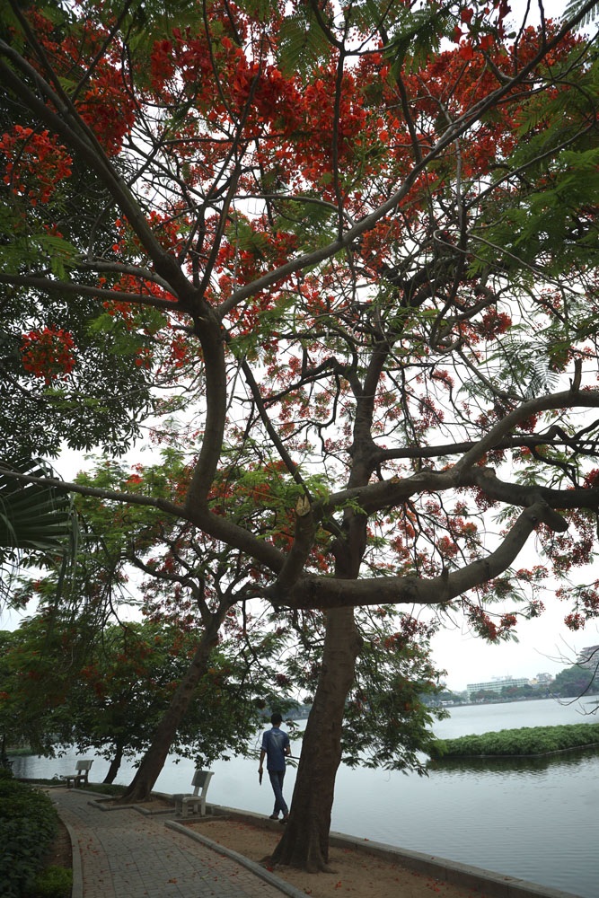 Hà Nội đỏ rực mùa hoa phượng - 9 Hà Nội đỏ rực mùa hoa phượng - 9