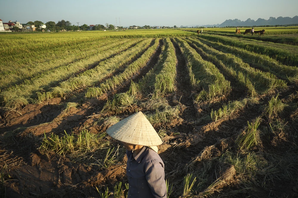 Xe gặt đập giúp nông dân thoát cảnh phơi mình dưới nắng - 11
Tuy vậy nông dân ở đây cũng chỉ thuê gặt máy trong vụ mùa chiêm, còn vụ mùa đông xuân lại phải gặt tay để còn trồng đậu vì những đường gặt máy sẽ tạo thành rãnh lớn, vừa tốn diện tích vừa khó thoát nước, dễ làm thối cây đậu.