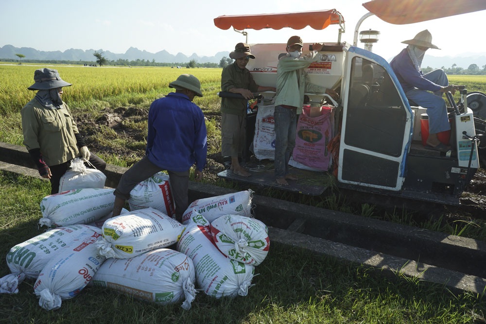 Xe gặt đập giúp nông dân thoát cảnh phơi mình dưới nắng - 4
Là loại máy liên hợp, vừa gặt lúa, vừa tuốt, vừa đóng bao nên sức người giảm hẳn. Giá thuê gặt 150 nghìn/sào được nông dân ở đây cho là hợp lí nếu so với việc thuê nhân công, trong khi mất rất ít thời gian.