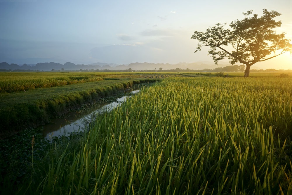 Mùa lúa chín vàng trên đồng ruộng thẳng cánh cò bay ở Hà Nội - 10
Nắng chiều vàng đậm trên đồng lúa thẳng cánh cò bay.