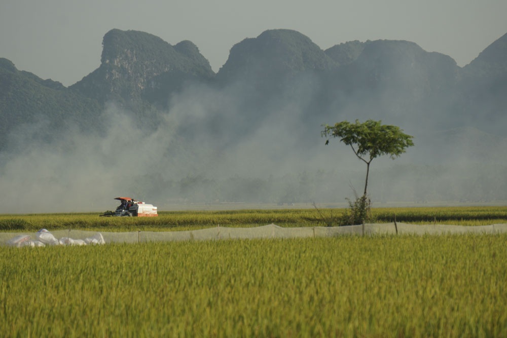 Mùa lúa chín vàng trên đồng ruộng thẳng cánh cò bay ở Hà Nội - 8
Khoảng 2 năm trở lại đây, nông dân xã Mỹ Thành đã mạnh dạn thuê máy gặt đập để gặt lúa với giá cả phải chăng, vì thế dù đang vào vụ thu hoạch lúa chiêm nhưng trên cánh đồng có rất ít nông dân.