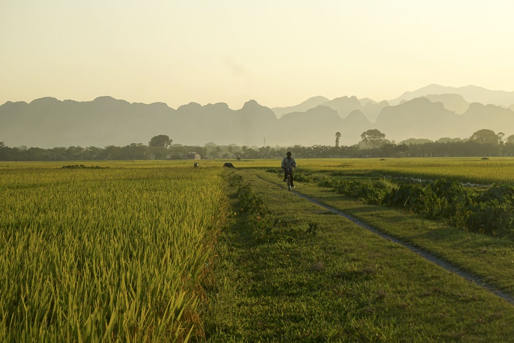 Mùa lúa chín vàng trên đồng ruộng thẳng cánh cò bay ở Hà Nội - 9
Mỹ Đức trước thuộc tỉnh Hà Tây (cũ), sau năm 2008 trở thành một huyện của Hà Nội.