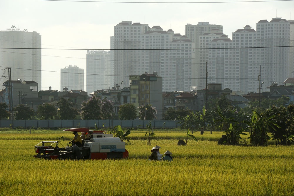 
Ở phường Kiến Hưng (quận Hà Đông, Hà Nội), những cánh động lúa bên khu đô thị lớn đang vào vụ thu hoạch chiêm hè. Nhiều năm nay, người dân đã thuê máy gặt đập khi vào mùa vụ với giá 220 nghìn/sào.
