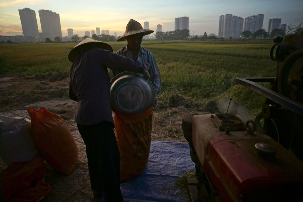 
Khu vực này người trồng lúa còn phải gặt bằng tay khá nhiều vì không thuê được máy, bởi nếu hẹn được ngày thì lúa đã quá chín, sẽ rụng hết nếu gặp mưa.
