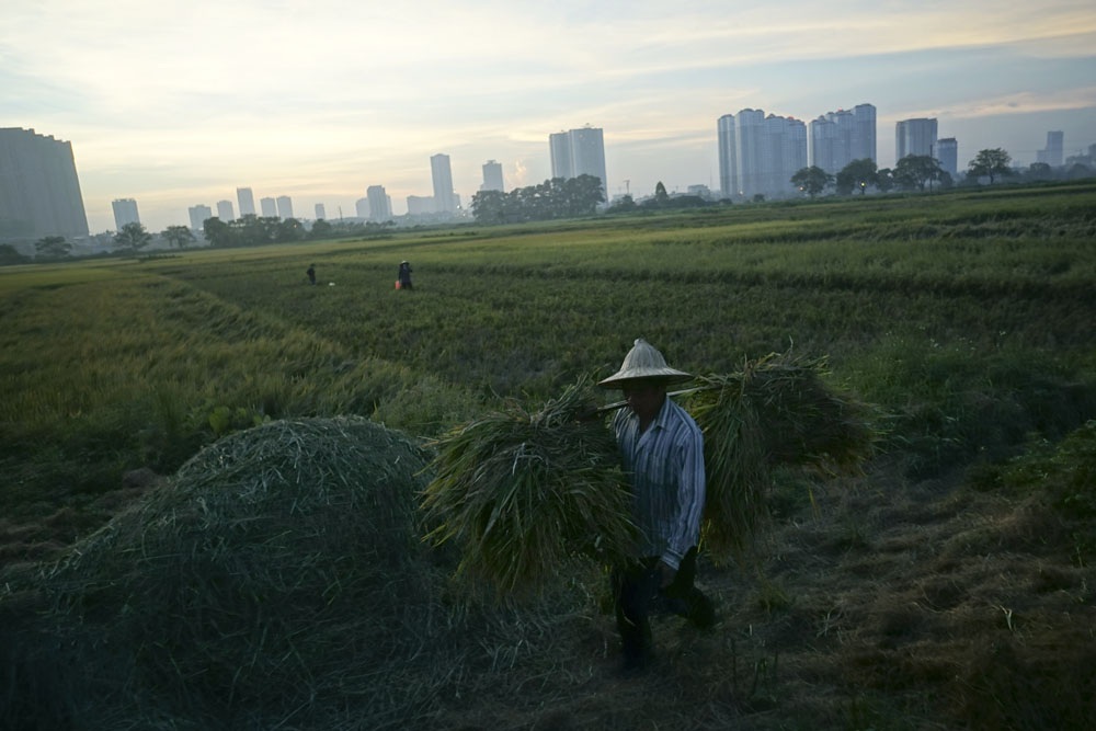 
Sau buổi gặt trên cánh đồng đô thị.

