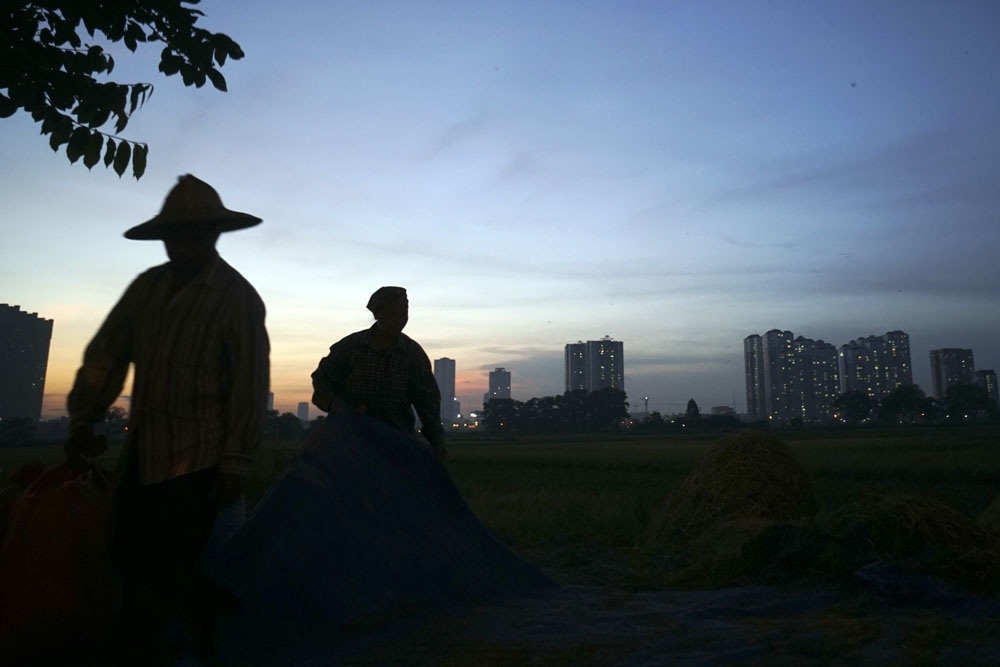 
Các ruộng lúa ở Kiến Hưng sẽ gặt trong khoảng 1 tuần nữa, sau đó người dân sẽ chuẩn bị làm đất cho vụ sau.
