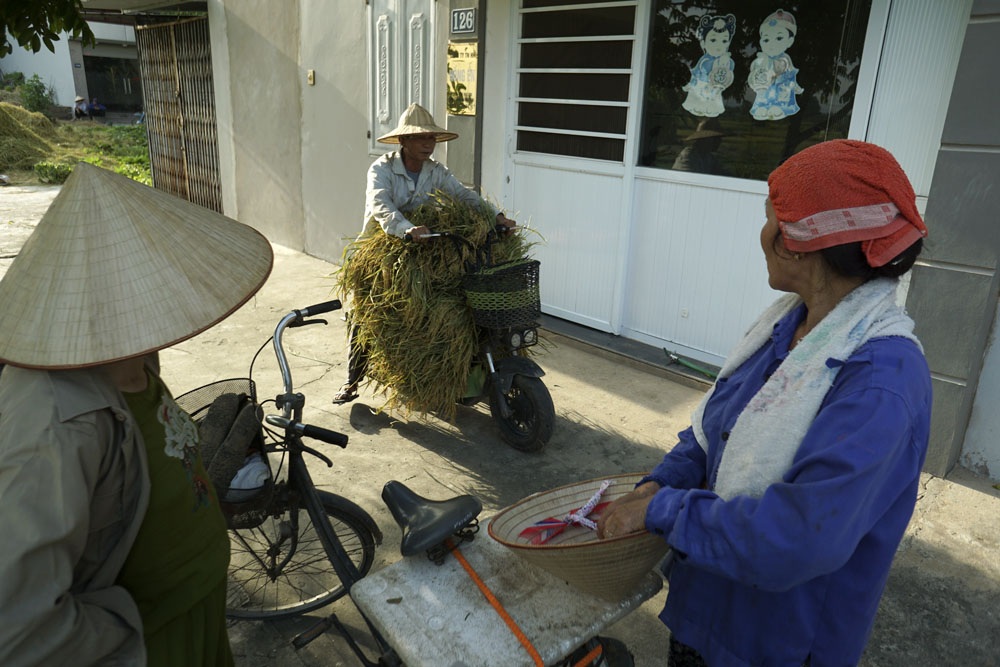 
Một người dân Kiến Hưng dùng xe đạp điện vận chuyển lúa vừa gặt xong.

Số hộ thuần nông còn lại rất ít, làm ruộng đa số là người lớn tuổi bởi thanh niên bây giờ không chọn nghề này.
