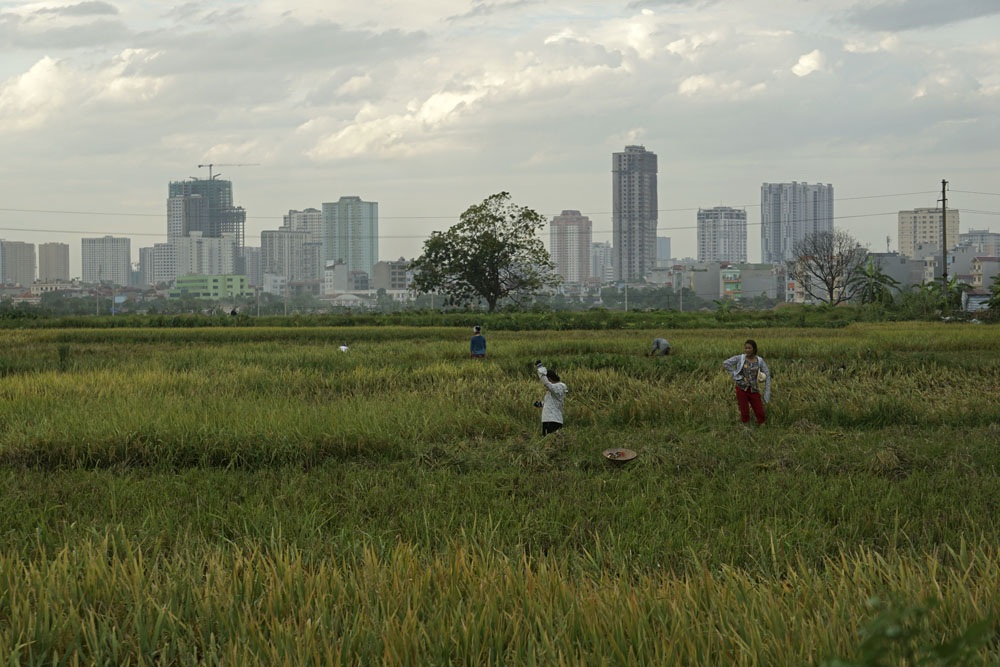 
Cánh đồng lúa chín vàng dưới chân những chung cư cao tầng mọc san sát.
