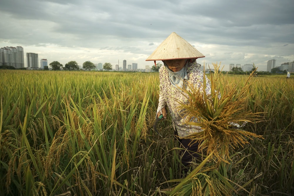 
Chị Nguyễn Thị Sinh (tổ 2, phường Kiến Hưng) đang gặt lúa bằng tay vì không thuê được máy gặt đập. Gia đình chị canh tác 4, nhân lực chỉ là 2 vợ chồng chị hoặc người làm thuê. Khi mùa vụ, con cháu sẽ ra đồng phụ giúp vào cuối tuần.
