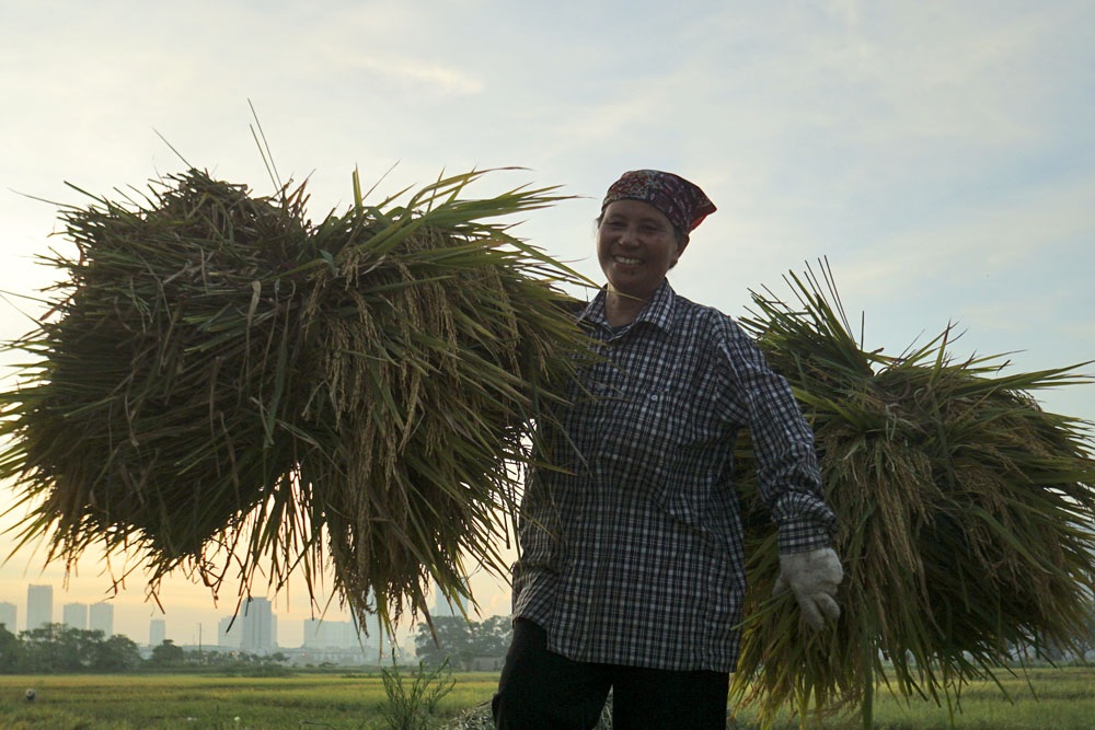 
Các thửa ruộng ở phường Kiến Hưng cho trung bình 2 tạ lúa/sào trong vụ chiêm. Theo người dân nơi đây, vụ chiêm cho năng suất tốt hơn vụ thu đông vì ít bị ảnh hưởng thời tiết và sâu bệnh.

