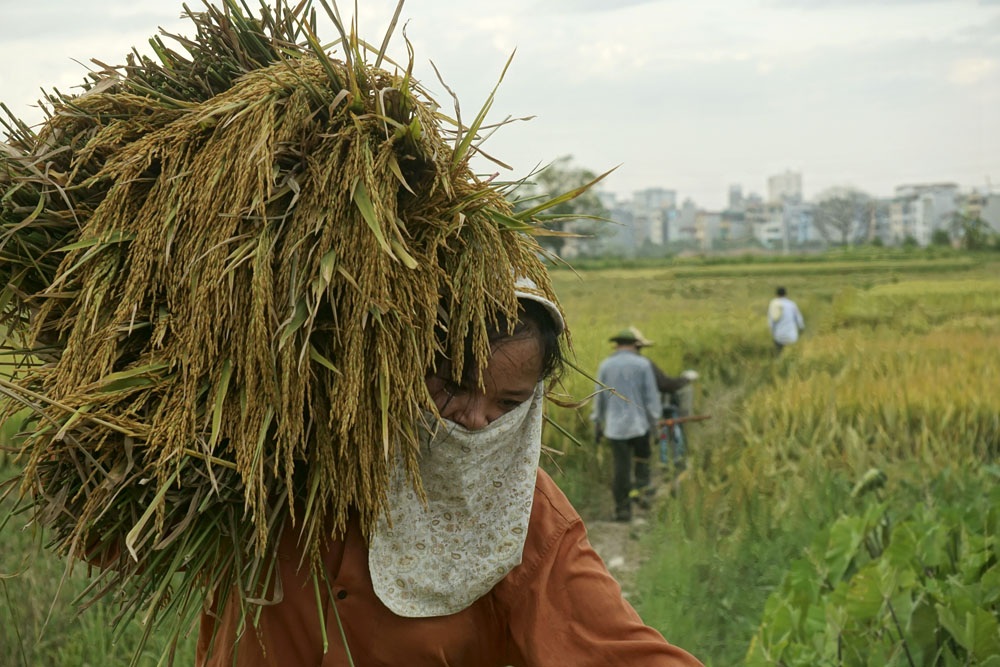 
Một người dân vác bó lúa chín vàng vừa gặt xong.
