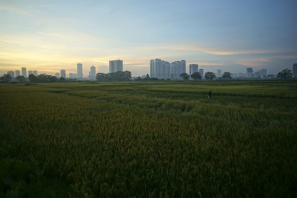 
Cánh đồng lúa chín vàng lúc chiều muộn ở quận Hà Đông, xa xa là đô thị sầm uất.
