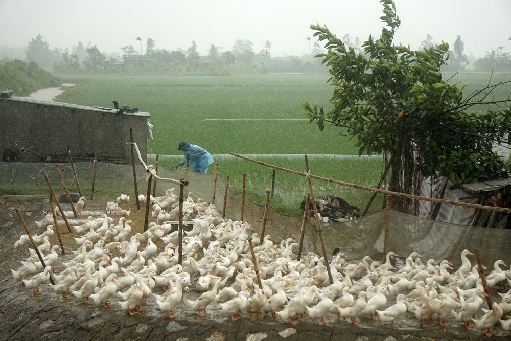 Huyện đầu bão trước "giờ G" - 9
Một người dân đội mưa gia cố lại chuồng trại cho đàn vịt trước khi bão về.
