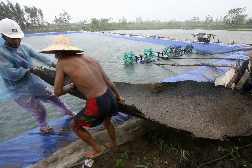 Huyện đầu bão trước "giờ G" - 6 Tại một đầm nuôi tôm của ông Trần Quang Dân thôn Hợp Châu (xã Nam Thịnh, huyện Tiền Hải - Thái Bình), gia đình ông huy động tất cả nhân lực để gia cố bờ đầm tránh vỡ lở.