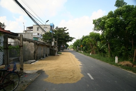 Lấn chiếm nguyên nửa đường để phơi lúa