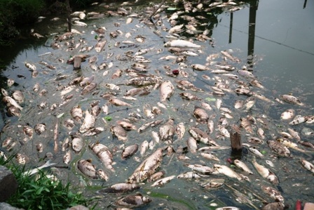 Cá chết chủ yếu từ 2 đến 4 kg loại chuẩn bị thu hoạch